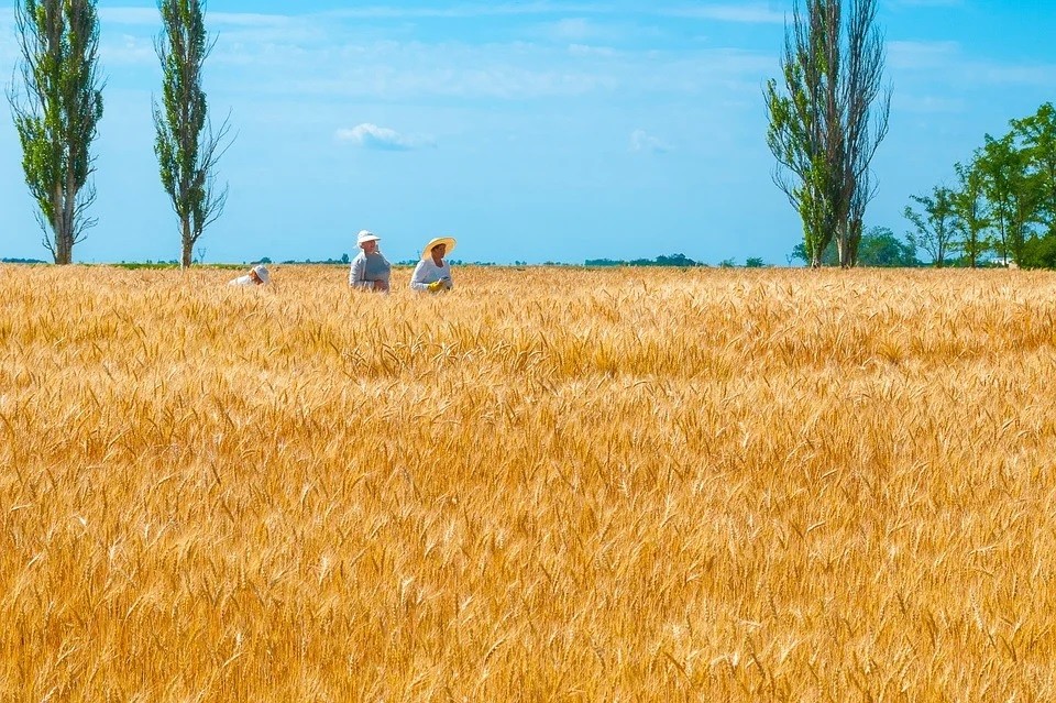 Ukraine - Europe's granary